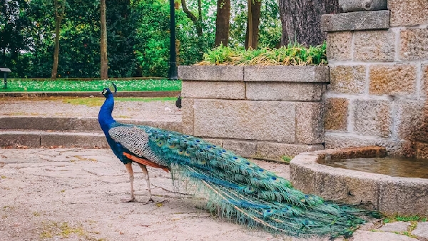 Peacock Dreams Before Skanda Sashti Spiritual Meaning and Rituals Murugan Devotion Peacock Dreams Before Skanda Sashti Spiritual Meaning and Rituals Murugan Devotion