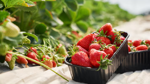 Pluck Taste and Enjoy Top Places for Strawberry Picking in India Pluck Taste and Enjoy Top Places for Strawberry Picking in India
