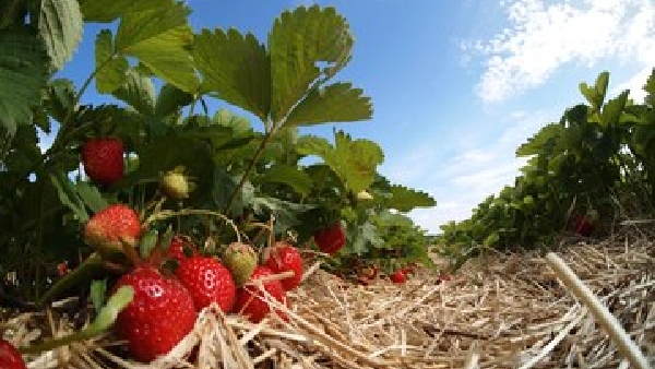 Pluck Taste and Enjoy Top Places for Strawberry Picking in India Pluck Taste and Enjoy Top Places for Strawberry Picking in India