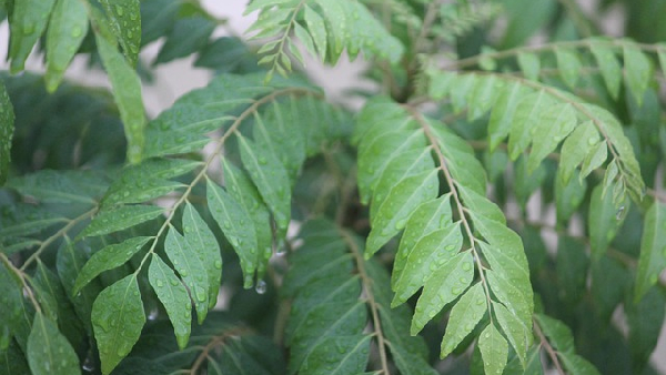 Beat Bone Weakness 5 Superfoods to Pair with Curry Leaves for Ultimate Health