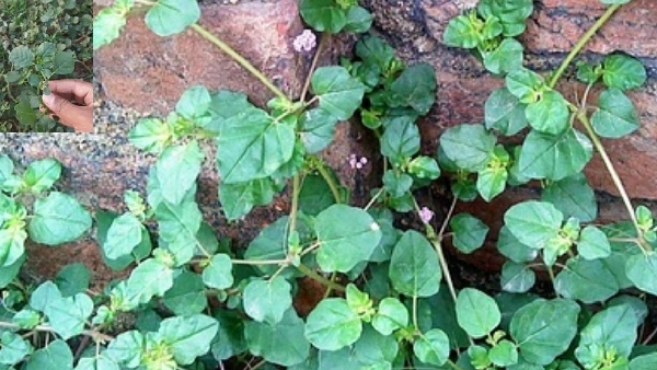 Tasty and Healthy The Perfect Traditional Galijeru Dal Recipe You Must Try Recipe in Telugu