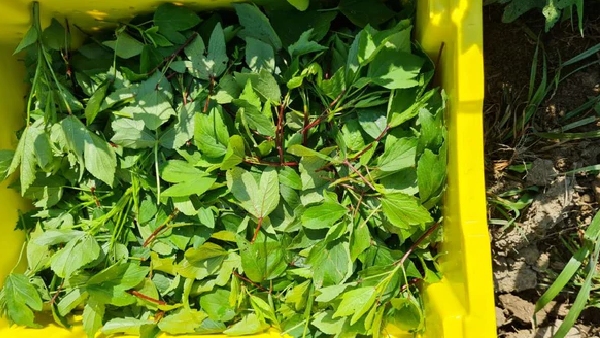 Lip Smacking Gongura Annam A Tangy Twist to Your Regular Lunch Recipe in Telugu