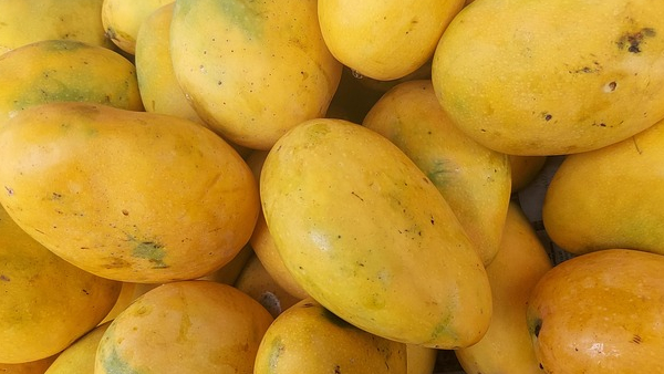 Love Mangoes Never Drink Water Right After Eating Mangoes Here is the Scientific Reason