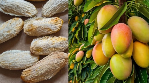 The Ultimate Ayurvedic Powerhouse Health Benefits of Mango Seeds