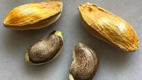 The Ultimate Ayurvedic Powerhouse Health Benefits of Mango Seeds