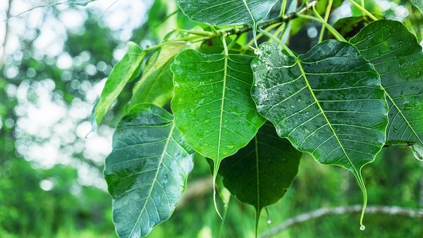 The Ultimate Brahmasthram for Shani Dosha Powerful Peepal Tree Remedies for Saturday