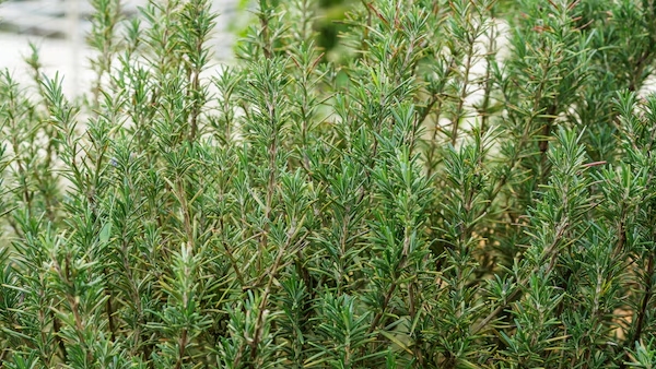 Say Goodbye to Cockroaches and Wardrobe Bugs 6 Surprising Uses of Rosemary You Didn t Know