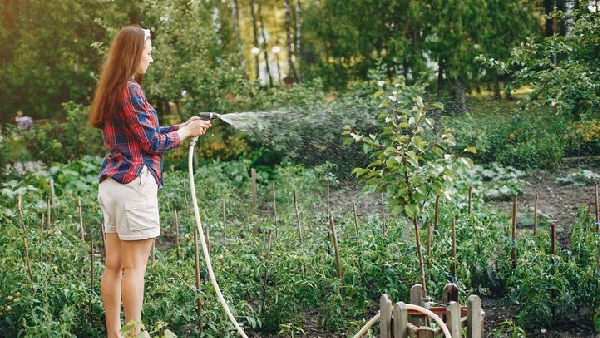 Say Goodbye to Cockroaches and Wardrobe Bugs 6 Surprising Uses of Rosemary You Didn t Know