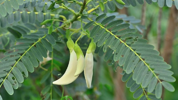 3 Miracle Foods to Naturally Detox Your Body and Stay Youthful 3 Miracle Foods to Naturally Detox Your Body and Stay Youthful