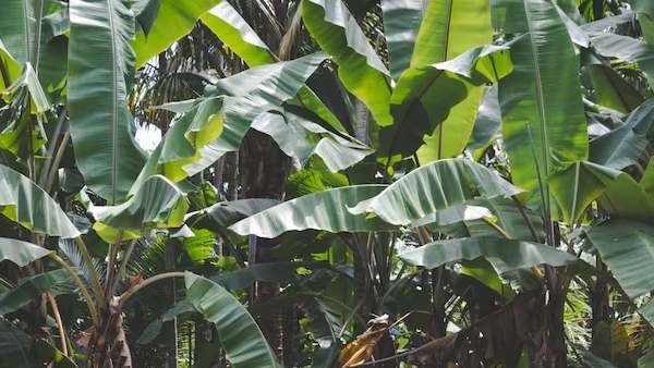 health and environmental benefits of eating on banana leaves health and environmental benefits of eating on banana leaves
