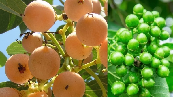 Incredible Health Benefits of Lasoda Fruit The Ultimate Summer Superfood