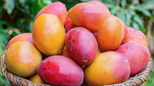The King of Fruits Rejected Why the US Japan and EU Ban Indian Mangoes The King of Fruits Rejected Why the US Japan and EU Ban Indian Mangoes