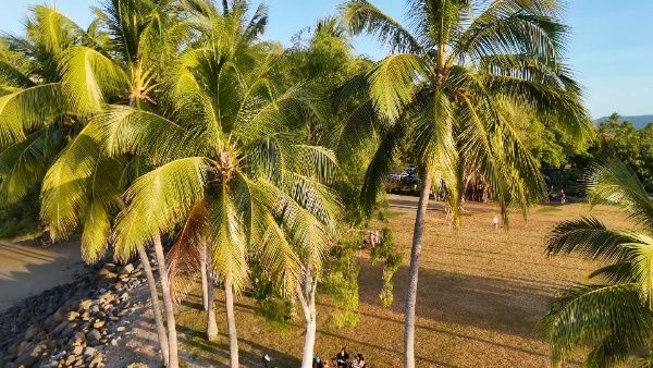 Interesting facts behind why do coconut trees grow only along the seacoast