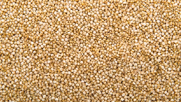 Jonna gatka recipe in telugu The Secret to Our Ancestors 100 Year Healthy Life Jonna gatka recipe in telugu The Secret to Our Ancestors 100 Year Healthy Life