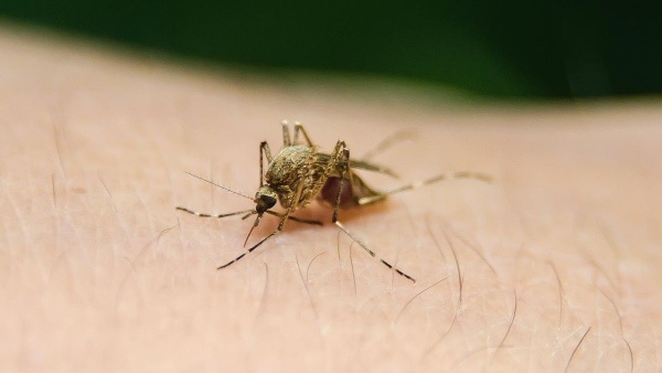 platelet counts start dropping in dengue Recognize the warning signs early