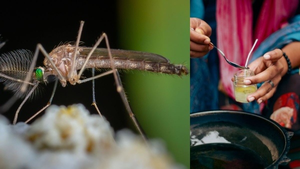 Follow these natural home remedies to prevent mosquitoes during the rainy season