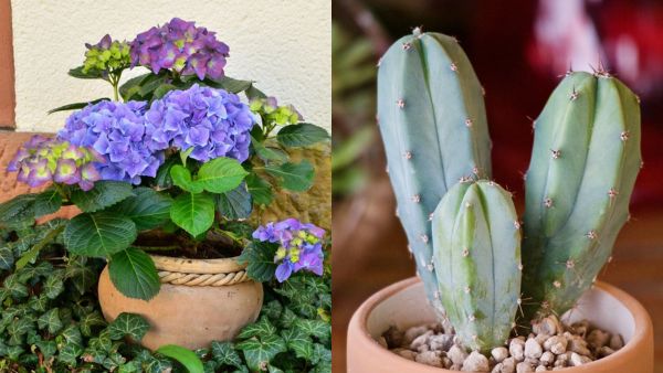 If you grow these plants on your home s terrace financial troubles will happen