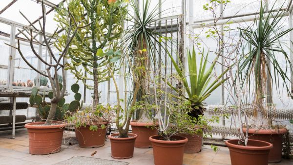 If you grow these plants on your home s terrace financial troubles will happen