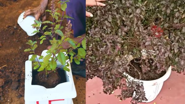 These changes in Tulasi plant at your home signs of inauspicious consequences These changes in Tulasi plant at your home signs of inauspicious consequences