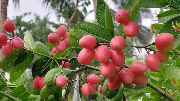 Small Fruit Big Benefits 5 Incredible Reasons to Eat Vakkaya Small Fruit Big Benefits 5 Incredible Reasons to Eat Vakkaya