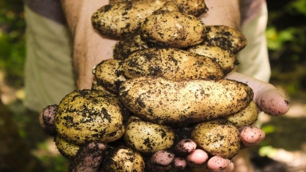 Things to consider before buying these ten vegetables during the monsoon season Things to consider before buying these ten vegetables during the monsoon season