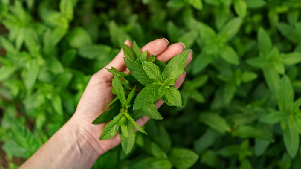 Glowing Skin Dandruff Free Hair The Hidden Benefits of Wild Tulasi