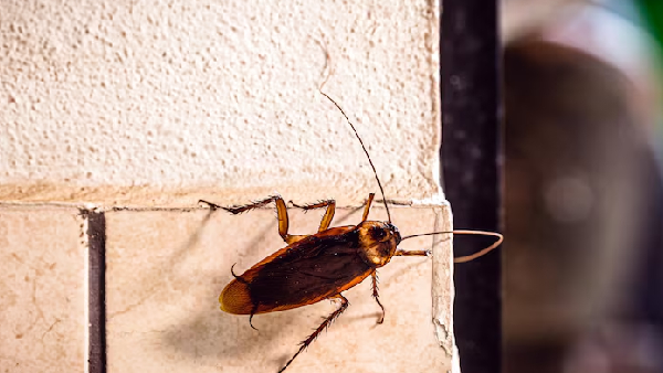Is Your Clean Home Still Attracting Cockroaches Beware of this Rahu Dosha Is Your Clean Home Still Attracting Cockroaches Beware of this Rahu Dosha