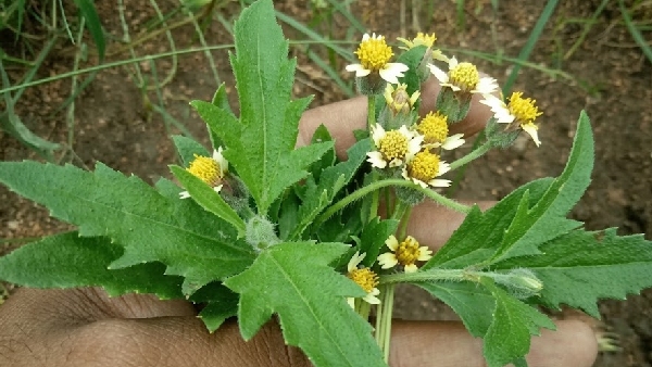 miracle plant from cuts to burns gaddi chamanthi is a lifesaver for Instant relief