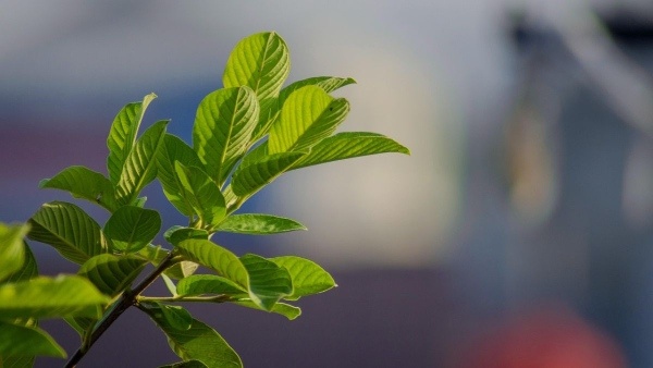 benefits of guava tree leaves solution for digestive and diabetes problems benefits of guava tree leaves solution for digestive and diabetes problems