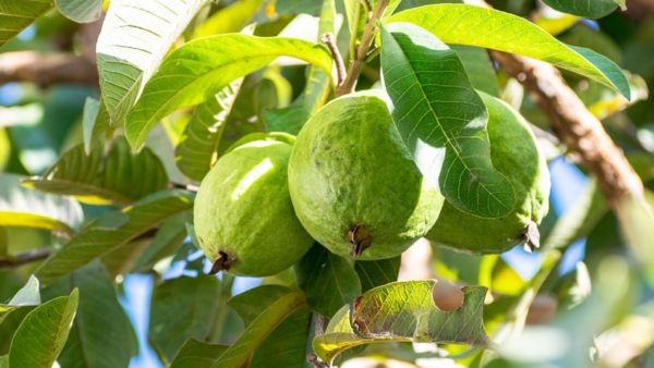 benefits of guava tree leaves solution for digestive and diabetes problems benefits of guava tree leaves solution for digestive and diabetes problems