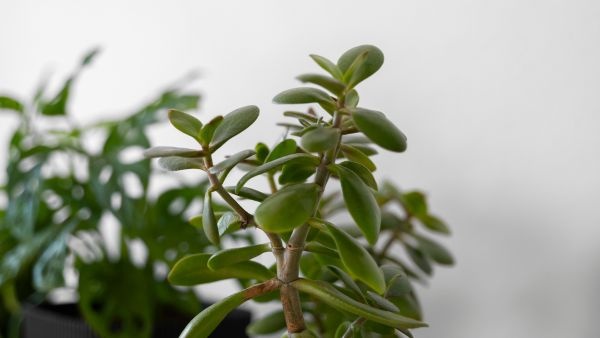 according to Vastu shastra Benefits of keeping a Jade plant at home according to Vastu shastra Benefits of keeping a Jade plant at home