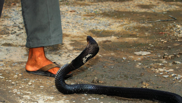 Monsoon Alert Stop Believing Movie Myths The Real First Aid Guide for a Snakebite