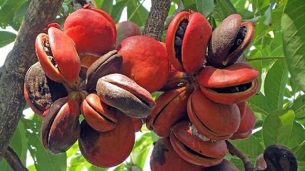 From Headaches to Fever Amazing Health Benefits of Wild Almonds You Must Know