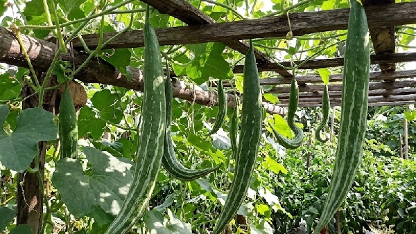 Health Benefits of Snake Gourd Ultimate Vegetable for Heart Liver and Bone Health Health Benefits of Snake Gourd Ultimate Vegetable for Heart Liver and Bone Health