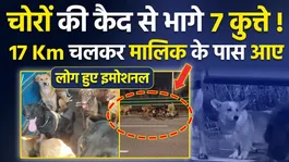 7 dogs escape captivity, walk 17 km to reach their owner, emotional story, public reaction