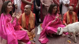 Nita Ambani Goats Rescue Video: Kamakhya Mandir Se Animals Ko Vantara Shift Troll Reason