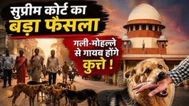 Supreme Court Verdict on Stray Dogs: Will Dogs Be Removed from Schools &amp; Roadsides? Full Truth Explained