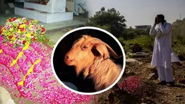 Eid Al Adha 2026: Is Qurbani Allowed in the Name of a Deceased Person? | Islamic Explanation