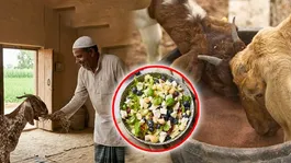 Eid Ul Adha 2026: Bakrid Se Pehle Bakra Ko Taiyar Kaise Kare,Kya Kya Khilana Chahiye,Diet Chart
