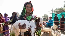 Eid Al Adha 2026: Is Qurbani Obligatory for Women? | Can a Widow Perform Qurbani?