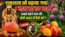 Ayodhya Ram Mandir: World's Costliest Miyazaki Mango Offered To Ramlala,Price,Farming In India