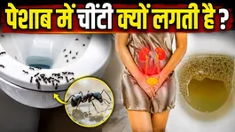 Peshab Me Chiti Lagna: Peshab Me Chiti Lagne Ka Karan Kya Hai,Kis Bimari Ka Lakshan Hai ?