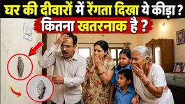 Plaster Bagworm Kya Hota Hai: How To Get Rid Of Them,Removal In Hindi