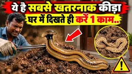 Hammerhead Worm: Hammerhead Kida Kya Hota Hai,Ghar Me Dikhe To Kya Kare ?