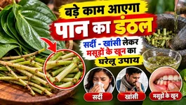 Paan Ka Danthal Ke Fayde: Konsi Bimari Thik Hoti Hai,Sardi Khasi aur Gas Ka Ilaj
