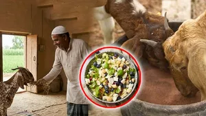 Eid Ul Adha 2026: Bakrid Se Pehle Bakra Ko Taiyar Kaise Kare,Kya Kya Khilana Chahiye,Diet Chart