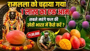 Ayodhya Ram Mandir: World's Costliest Miyazaki Mango Offered To Ramlala,Price,Farming In India
