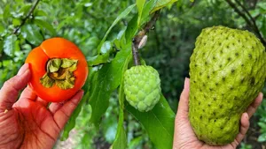 Ramphal Sitaphal And Hanuman Phal The Ramayana Link Behind These Seasonal Fruits Isnt What You Think
