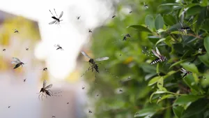 Decoding Monsoon Why Mosquitoes Explode After Every Rain Shower