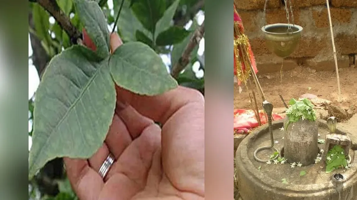 ಮಹಾಶಿವರಾತ್ರಿ: ಶಿವಪೂಜೆಗೆ ಬಿಲ್ವೆಪತ್ರೆ  ಹೇಗೆ ಮತ್ತು ಎಷ್ಟು ಅರ್ಪಿಸಬೇಕು?   